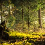 Das Bild zeigt eine Waldlichtung, fotografiert aus der Froschperspektive, in der man junge Fichten wachsen sieht und die Sonne durch die Bäume auf einen Mossboden fällt
