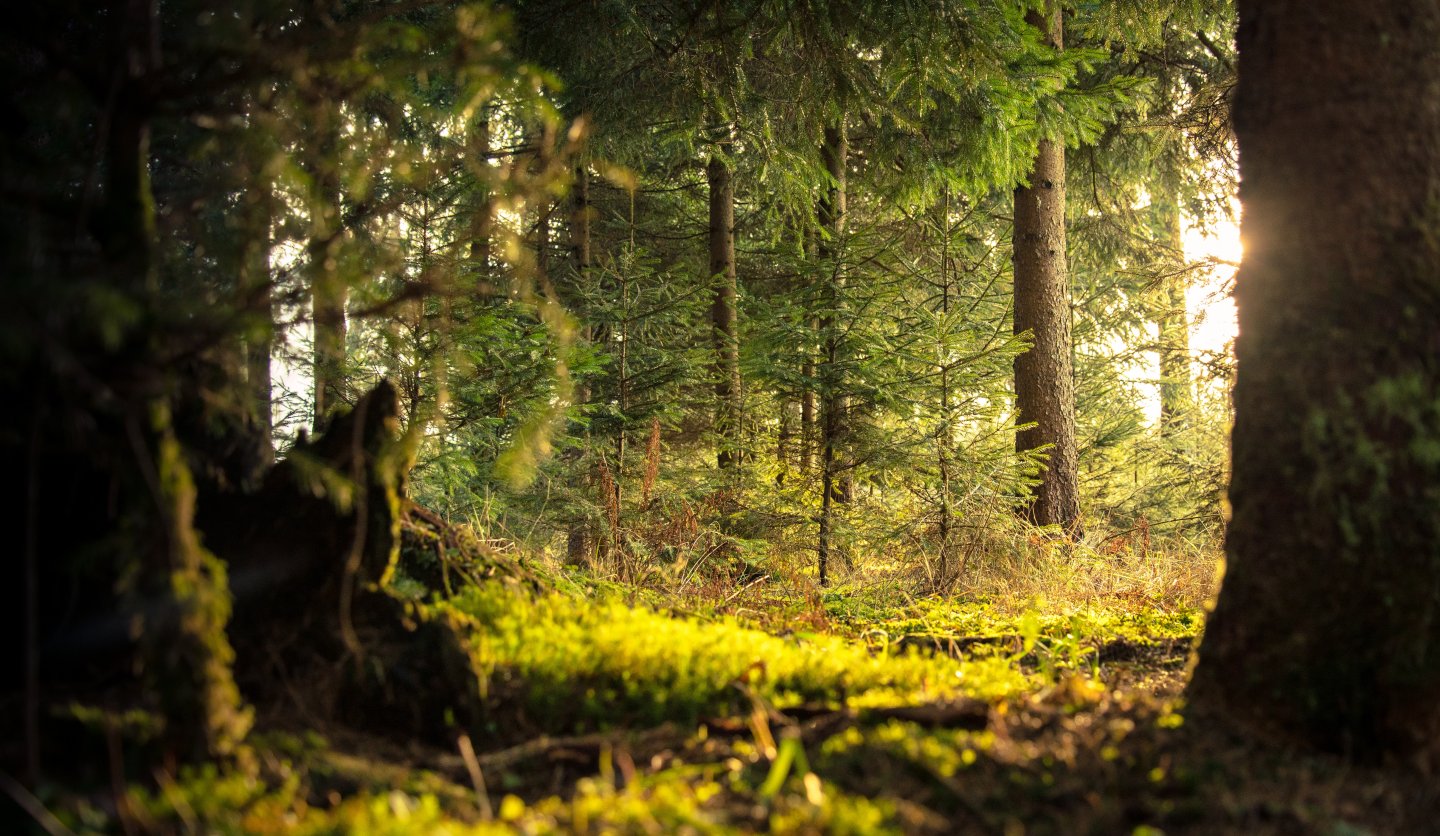 Das Bild zeigt eine Waldlichtung, fotografiert aus der Froschperspektive, in der man junge Fichten wachsen sieht und die Sonne durch die Bäume auf einen Mossboden fällt
