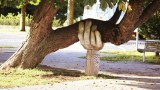 Das Bild zeigt die Fotografie eines alten Baumes, dessen alter schwerer Ast sehr nah am Boden wächst und durch eine geschnitzte Stütze gehalten wird.